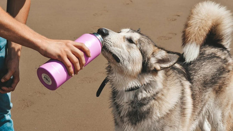 Brand: Hydro Flask